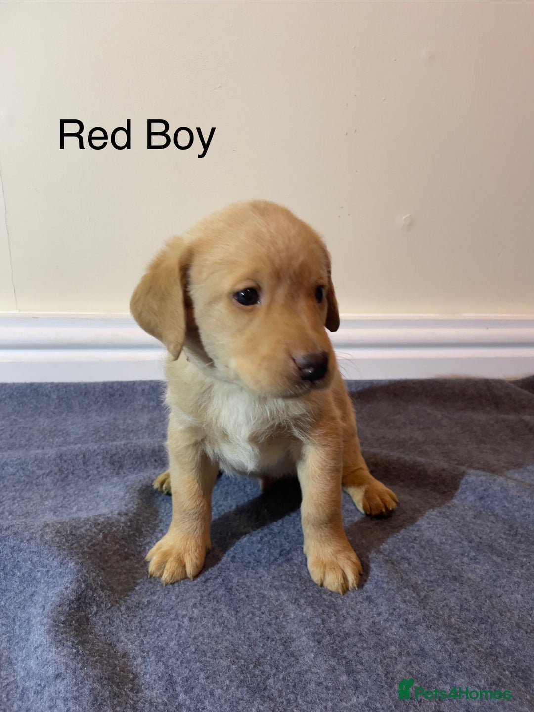Labrador Retriever dogs for sale: Labrador puppies Black and Red fox - Advert 5