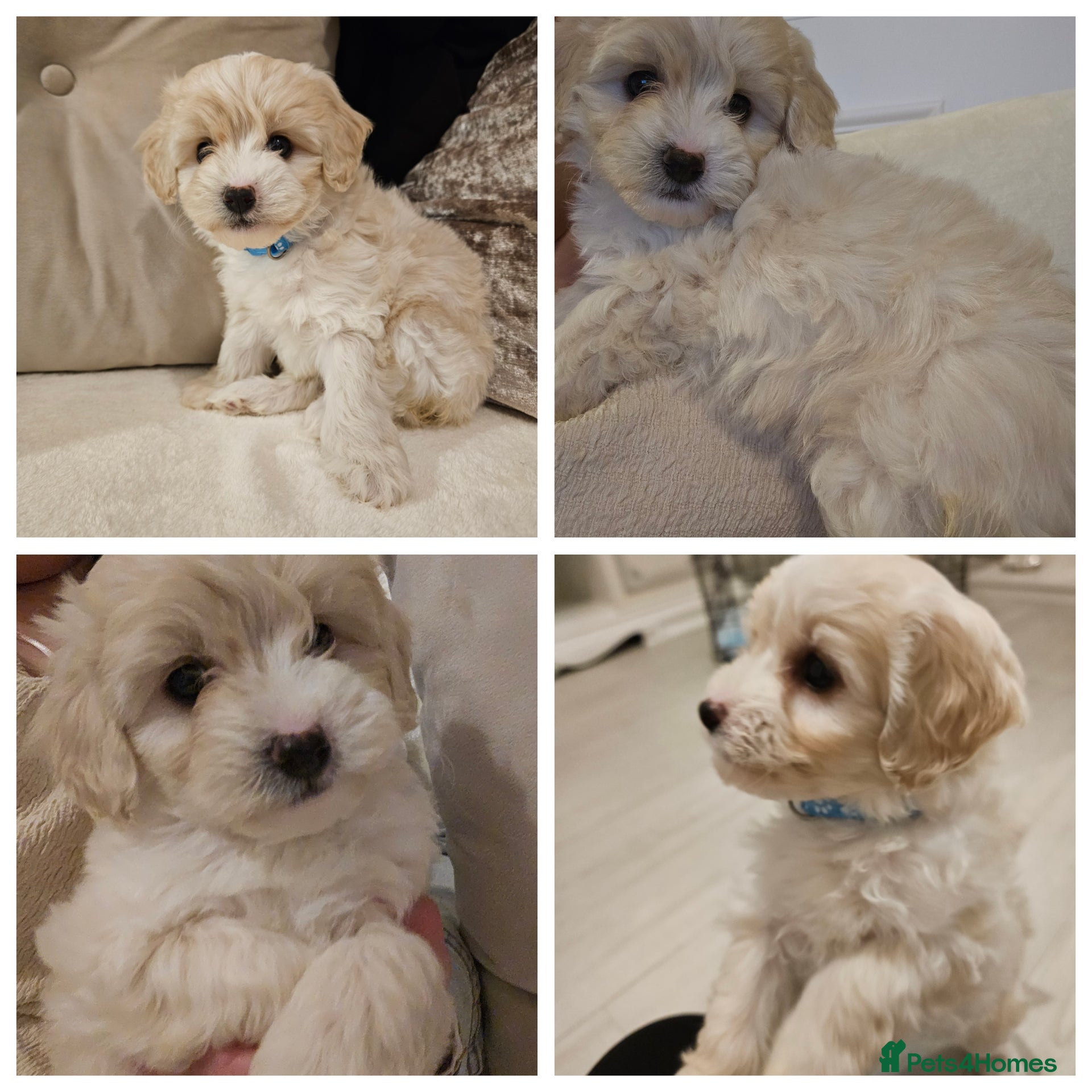 Shihpoo dogs Shihpoo puppies for sale  - Advert 3
