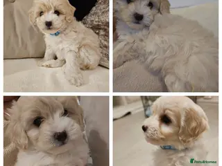 Shihpoo dogs Shihpoo puppies for sale - Advert 3