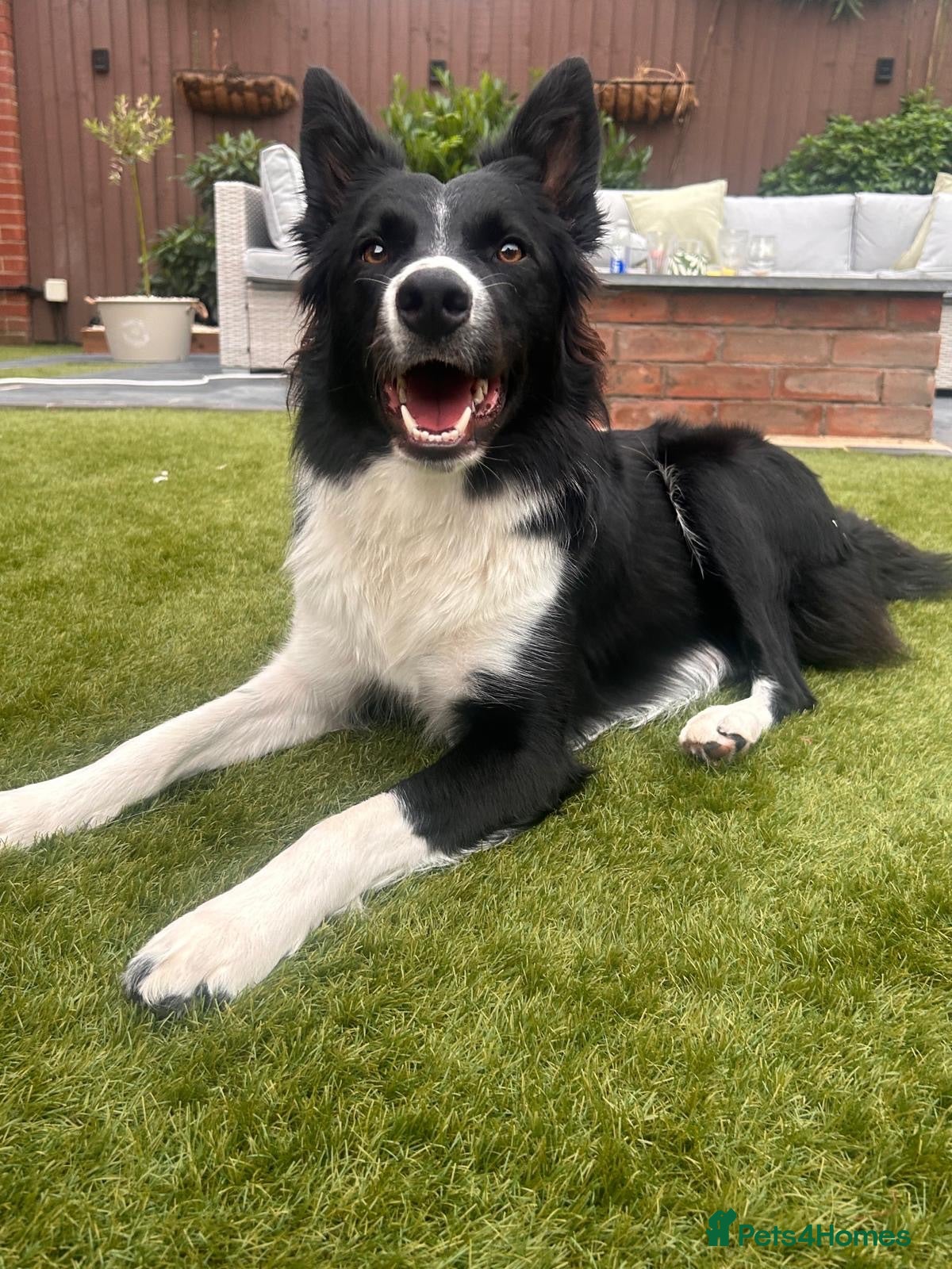 Mixed Breed dogs Border collie x Belgian Malinois  - Advert 13