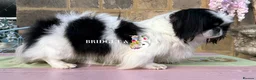 Pekingese dogs for sale: 1 year old kc female - Advert 4