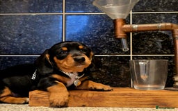 Miniature Dachshund dogs for sale: Quality miniature daschund  - Image 10
