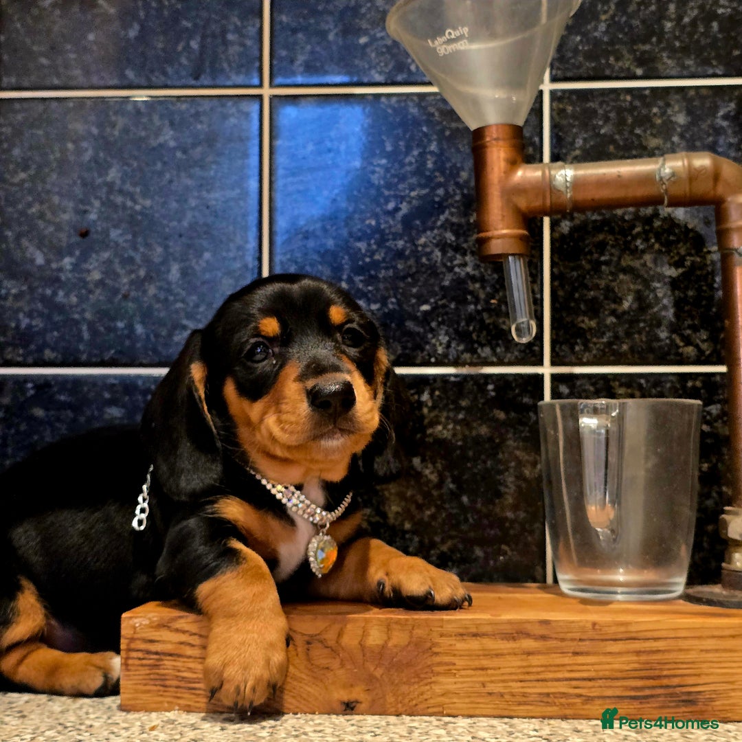 Miniature Dachshund dogs for sale: Quality miniature daschund  - Image 10