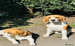 Beagle dogs for sale: Beagle Puppies - Image 29