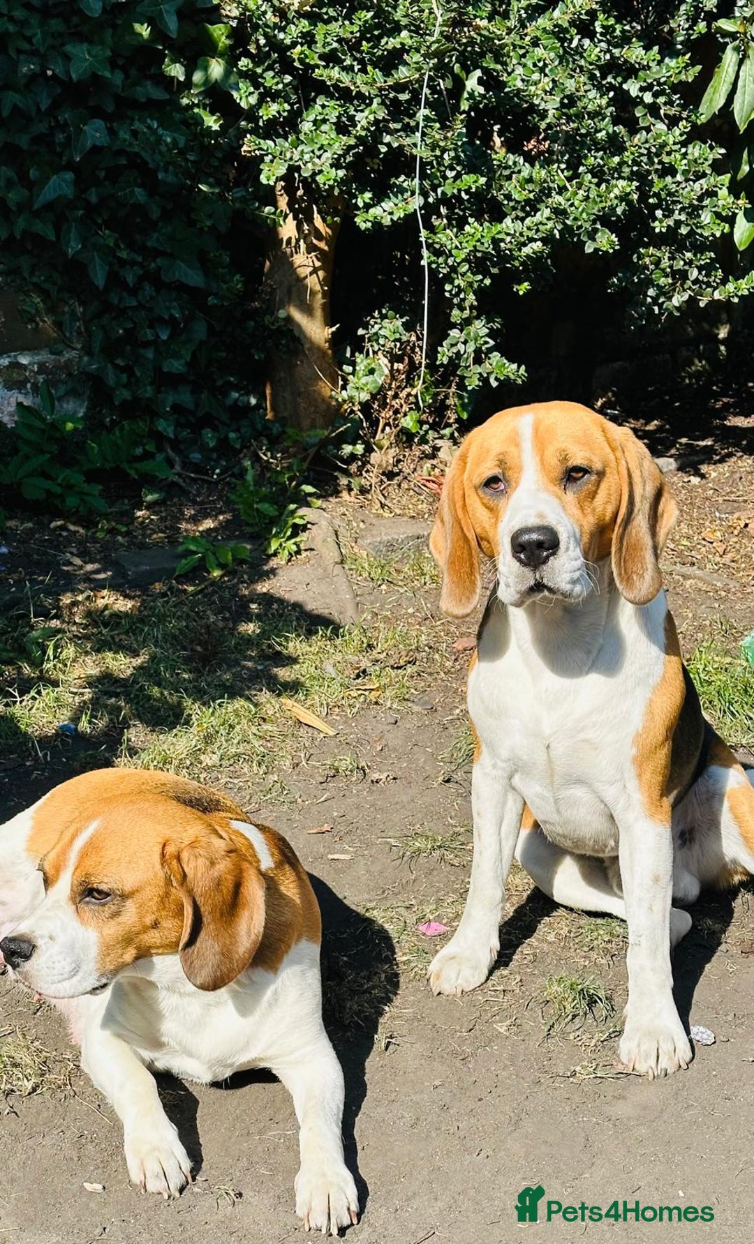 Beagle dogs for sale: Beagle Puppies - Image 29