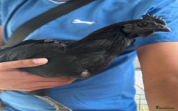 Chickens poultry for sale: Ayam Cemani Male Cockerel 6 month old  - Image 4