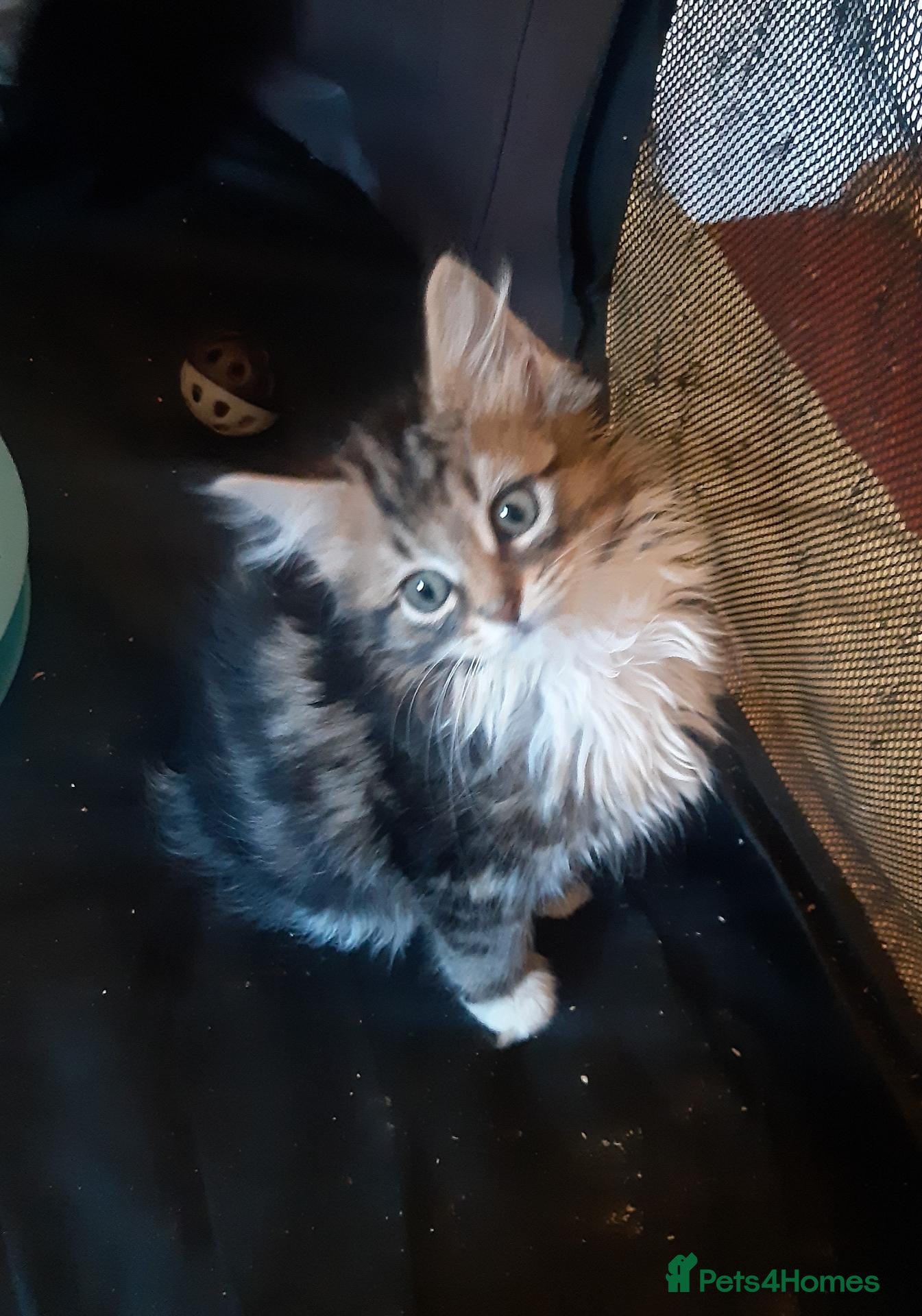 Mixed Breed cats Gorgeous rescue kittens - Advert 9