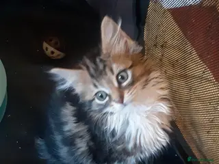 Mixed Breed cats Gorgeous rescue kittens - Advert 9