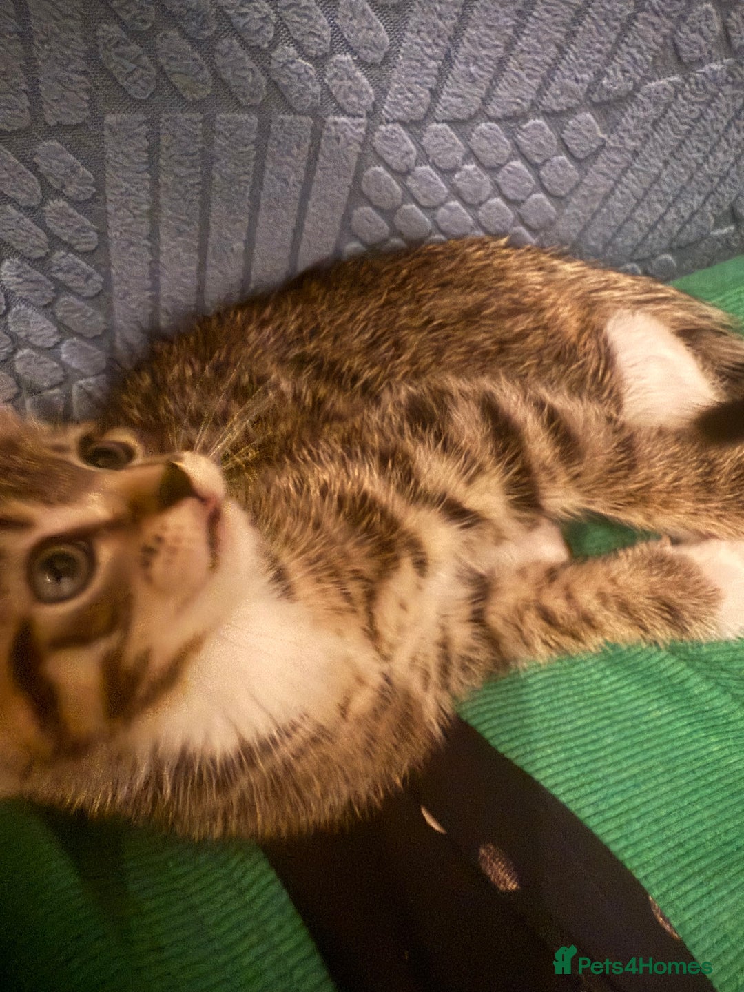 Mixed Breed cats for sale: male kitten looking for a new home - Advert 4