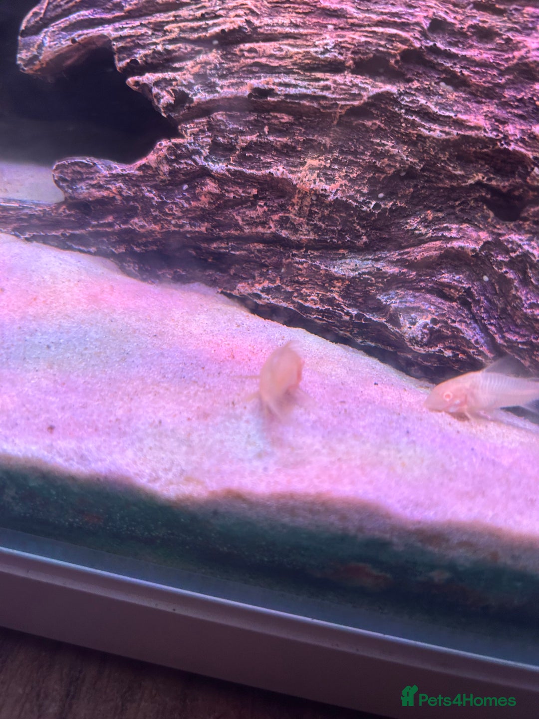 Corys fish for sale: The whole fish tank for sale  - Image 2