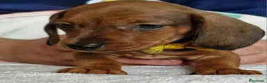 Miniature Dachshund 3