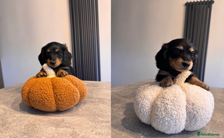 Miniature Dachshund dogs - Advert 4