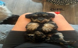 Schnoodle dogs for sale: BEAUTIFUL SCHNOODLE PUPPIES 🐶❤️ - Image 3