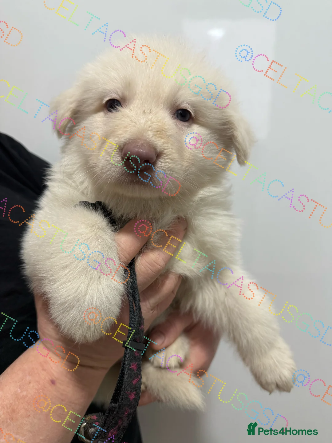 German Shepherd dogs for sale: Kcreg white blue and Isabella German shepherd pups - Advert 6