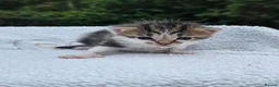 Mixed Breed cats for sale: Gorgeous Kittens for Sale - Advert 11
