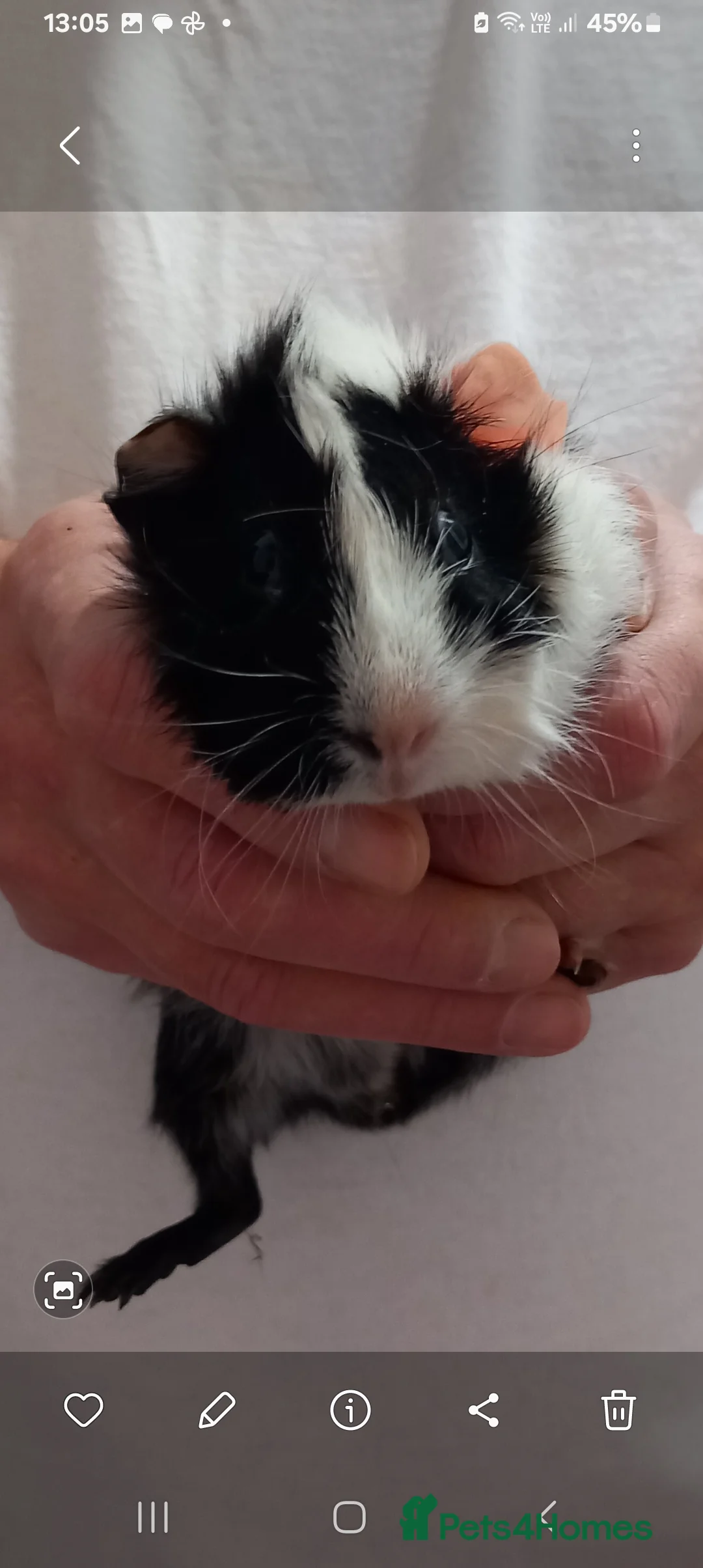 Guinea Pig rodents for sale: Baby guinea pigs - Advert 2