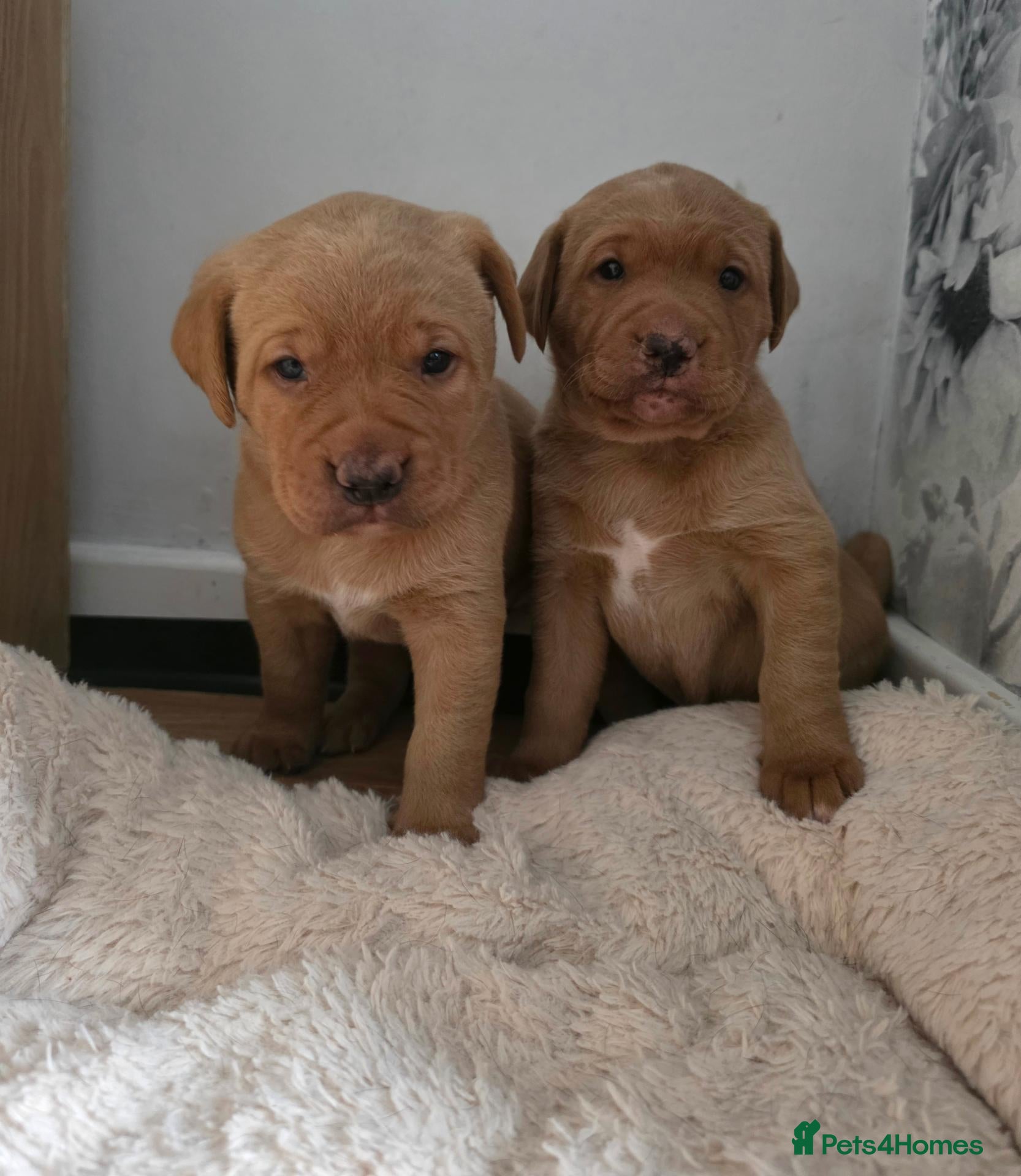 Mixed Breed dogs for sale: Golden / Fox Red Labrastaff × Labrador Puppies 🐾 - Advert 1