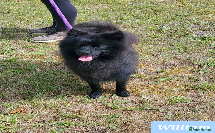 German Spitz dogs - Advert 1