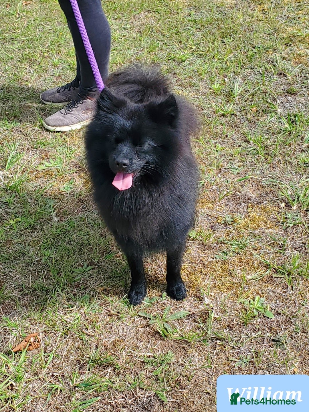 German Spitz dogs for sale: Wonderful William Looking For Loving Home - Image 1