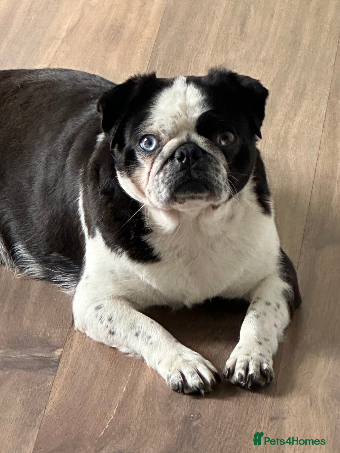 Pug dogs for sale: KC REGISTERED FEMALE PANDA PUG FOR SALE - Advert 1