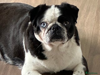 Pug dogs KC REGISTERED FEMALE PANDA PUG FOR SALE - Advert 11