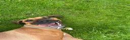 Rhodesian Ridgeback dogs for sale: Outstanding Rhodesian Ridgeback puppies in Darwen - Advert 6