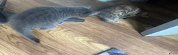 Mixed Breed cats for sale: Russian blue mix kittens  - Advert 25