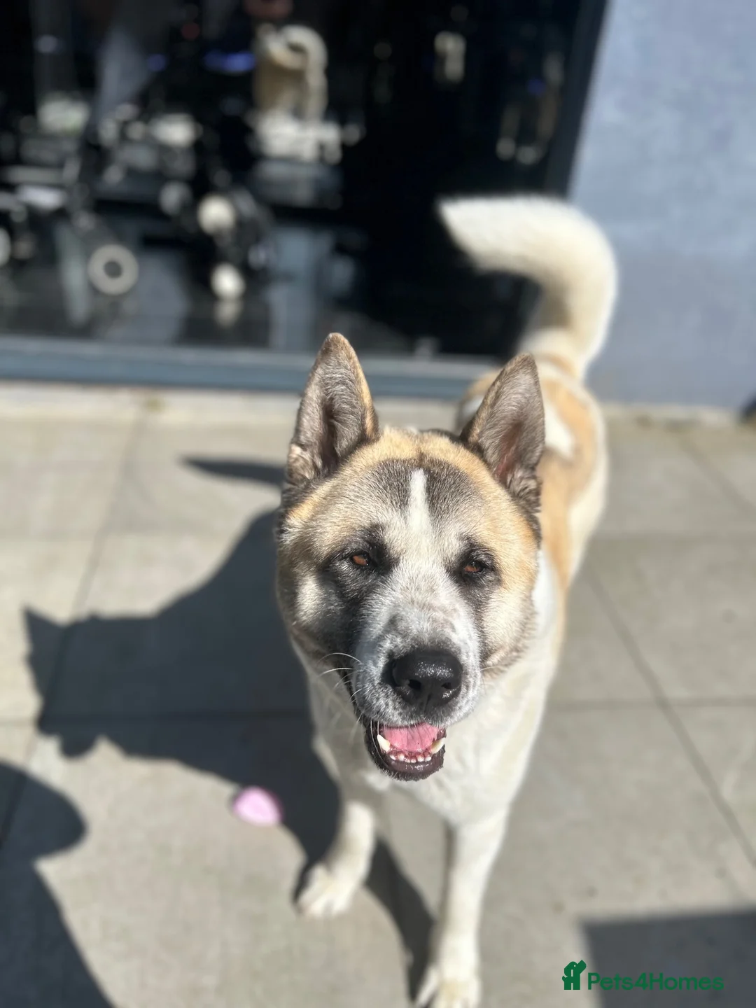 Akita dogs for sale: Male American Akita  in Coulsdon - Advert 2