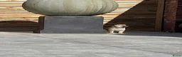 Japanese Shiba Inu dogs for sale: Beautiful Japanese shiba pups.  - Advert 9