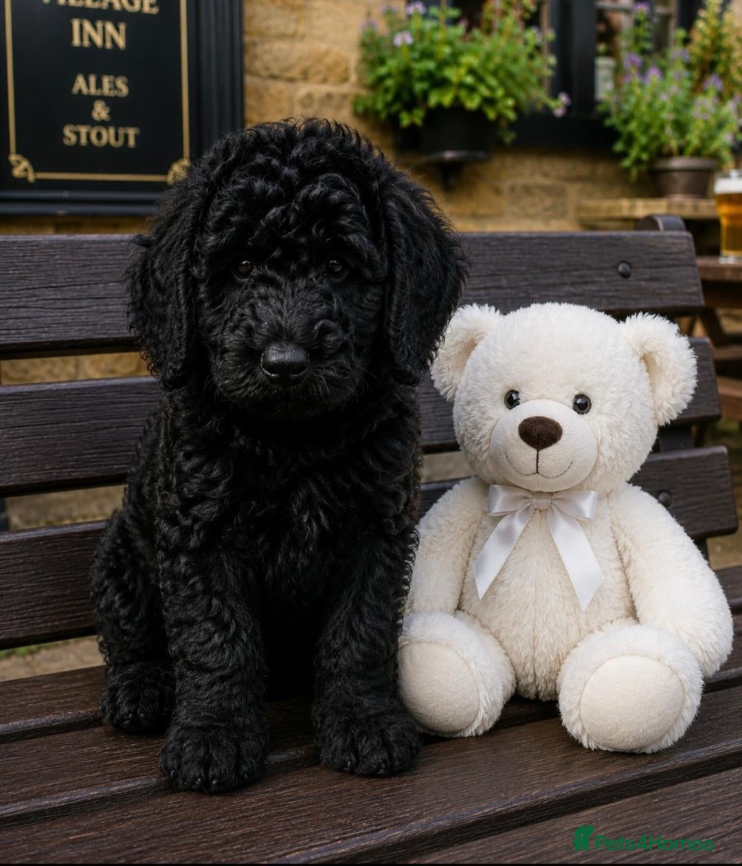 Saint Berdoodle dogs F1B SAINT BERNADOODLE REDUCED 1000 READY TODAY - Advert 2