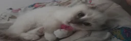 Ragdoll cats for sale: 5 Month Ragdoll Lilac Lynx in Stockport - Advert 11