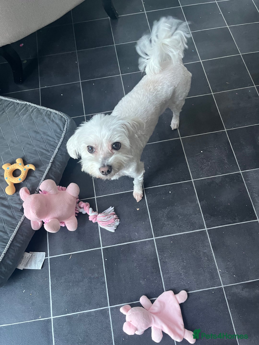 Maltese dogs for sale: Maltese - Image 2