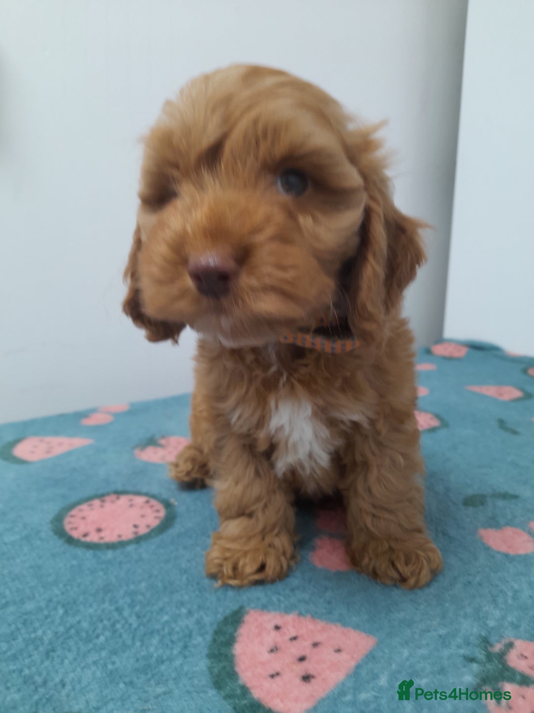 Cockapoo dogs for sale: Beautiful cockapoo puppies ready now - Advert 27