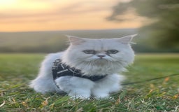 Persian cats for sale: Persian chinchilla  - Image 2