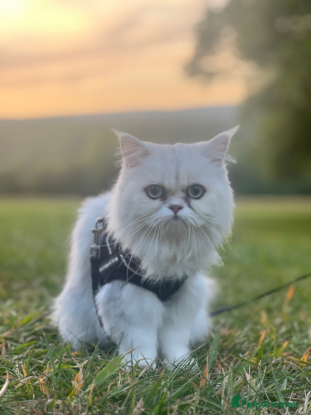 Persian cats for sale: Persian chinchilla  - Image 2