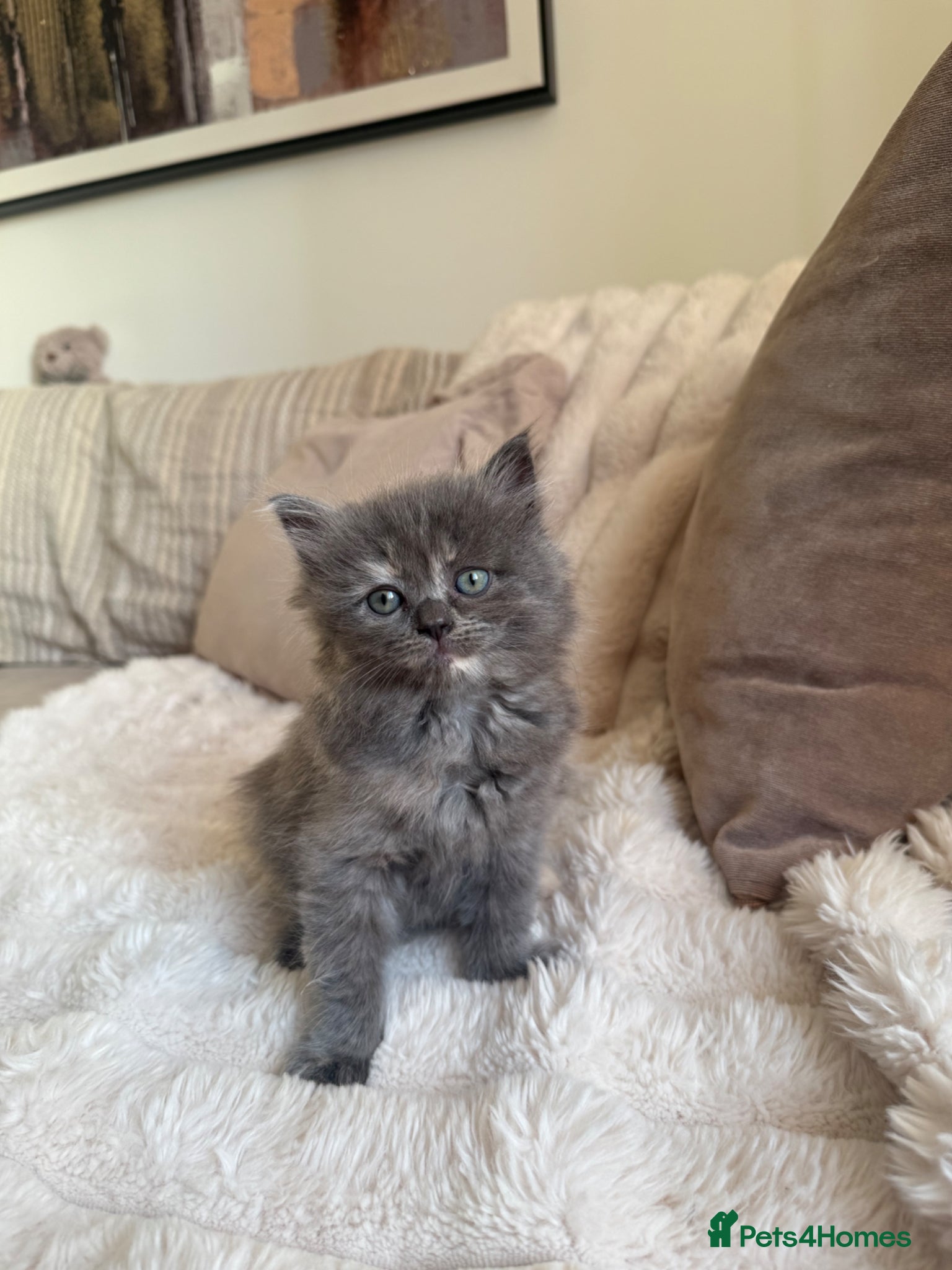 Ragdoll cats Ragdoll Kittens for Sale – 2 Females & 1 Male - Advert 3