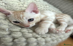 Bengal cats for sale: Unique Bengal Kittens  - Image 8