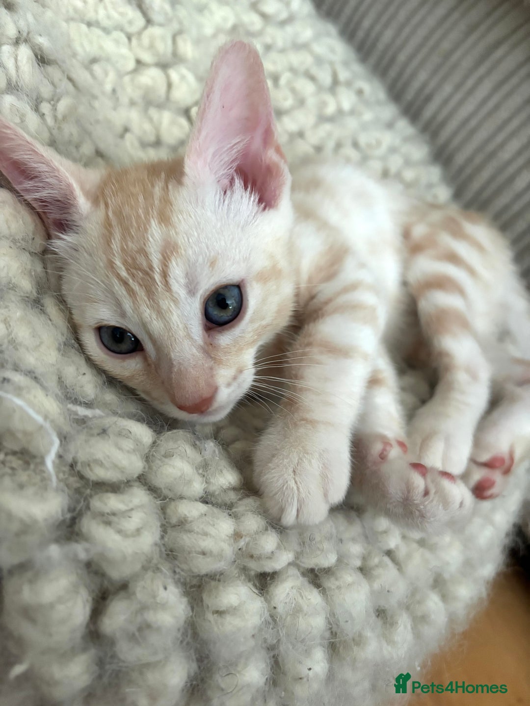 Bengal cats for sale: Unique Bengal Kittens  - Image 8