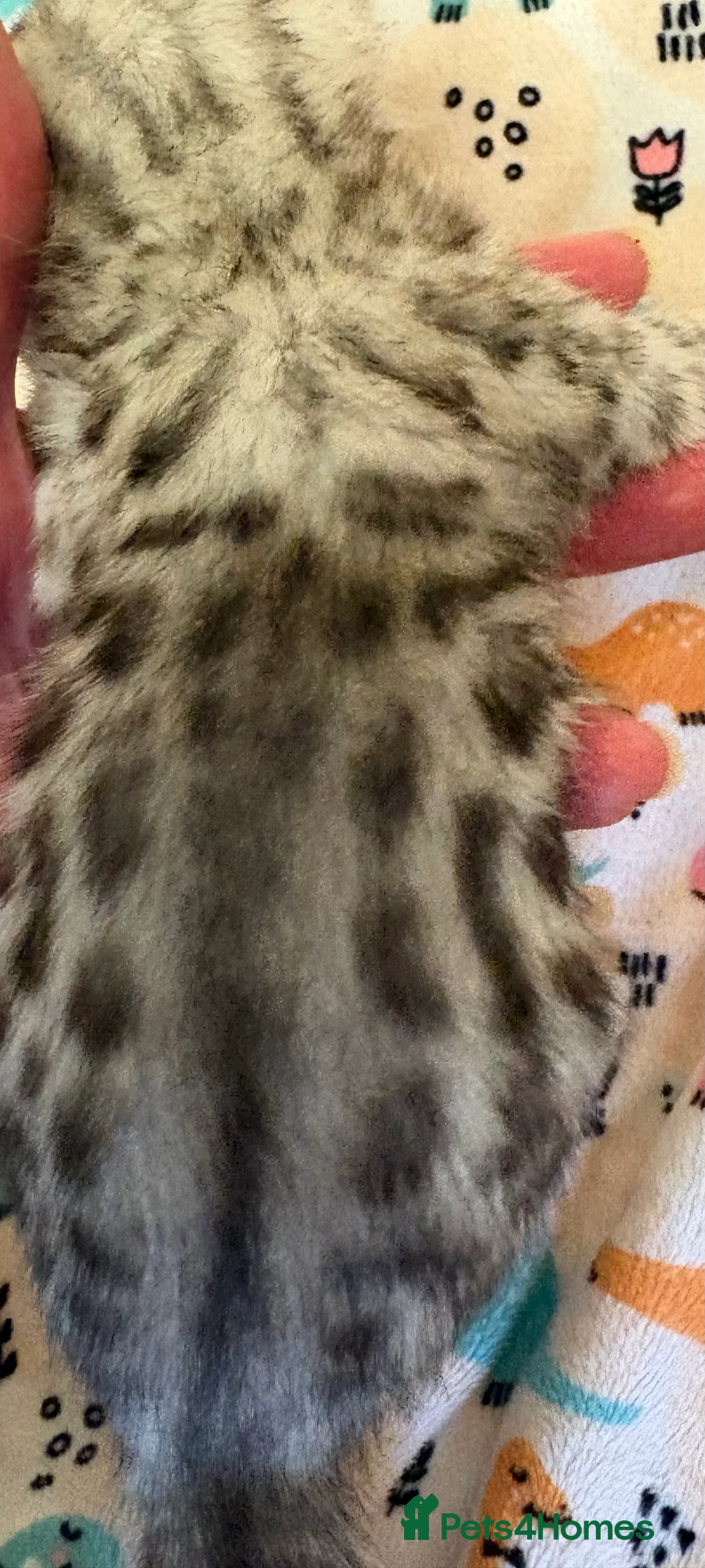 Bengal cats for sale: Stunning Tica reg Bengal kittens  - Advert 2