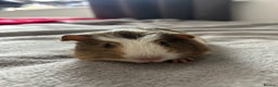 Guinea Pig rodents for sale: Two guinea pigs  - Advert 3