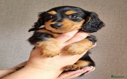 Miniature Dachshund dogs for sale: Miniature Dachshund Puppies - Image 1