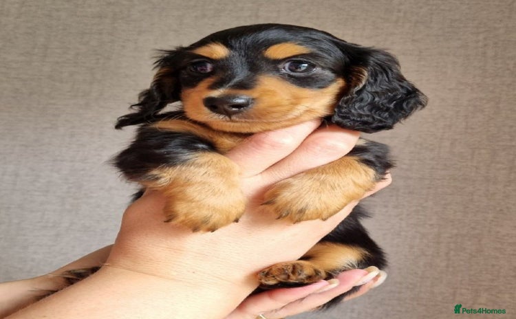Miniature Dachshund dogs - Advert 13
