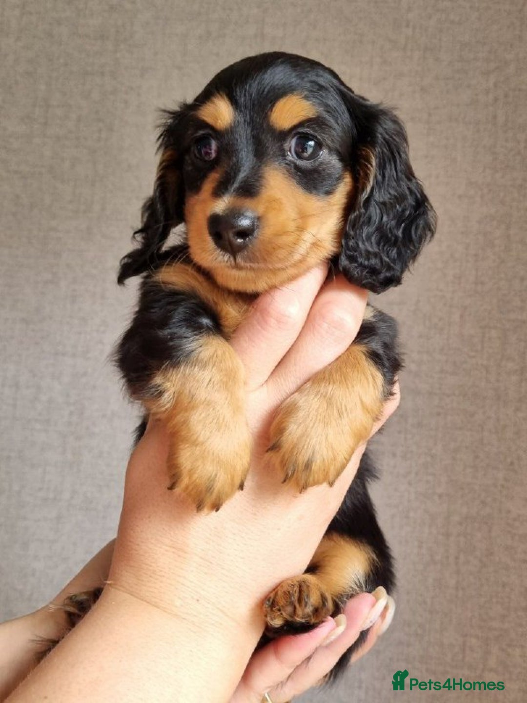 Miniature Dachshund dogs for sale: Miniature Dachshund Puppies - Image 1