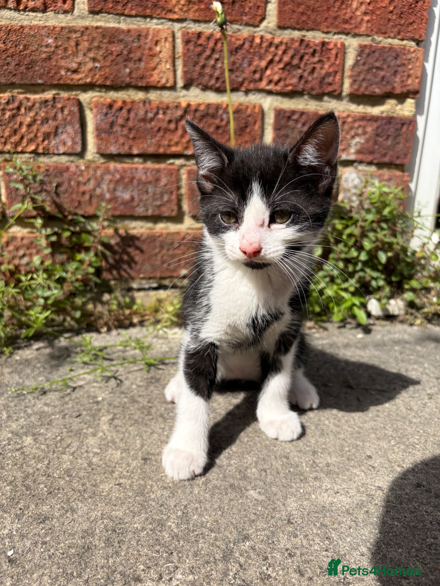Mixed Breed cats for sale: Beautiful litter of kittens - Advert 8