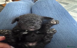 Toy Poodle dogs for sale: Toy Poodles  - Image 7