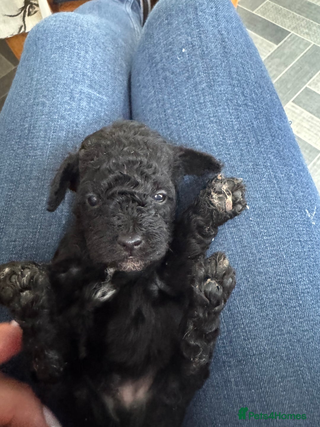 Toy Poodle dogs for sale: Toy Poodles  - Image 7