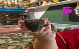 Rat rodents for sale: 9 beautiful girls - Image 16