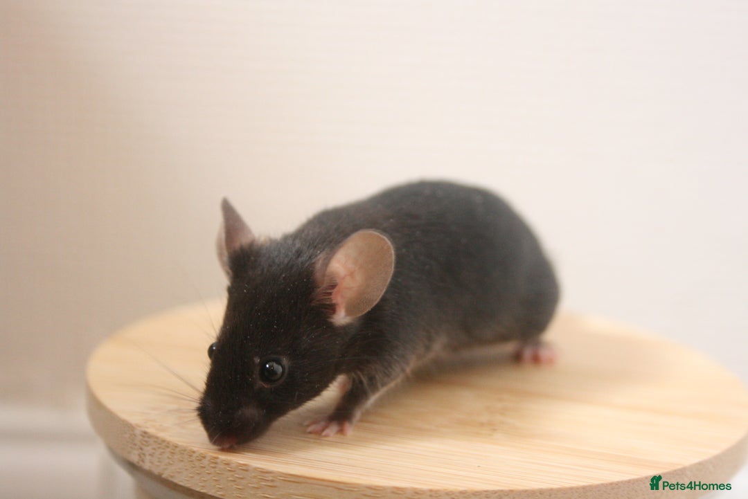 Mouse rodents for sale: 🐭 Female Mice Available for Adoption 🐭 - Image 11