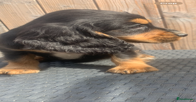 Cocker Spaniel dogs - Advert 14