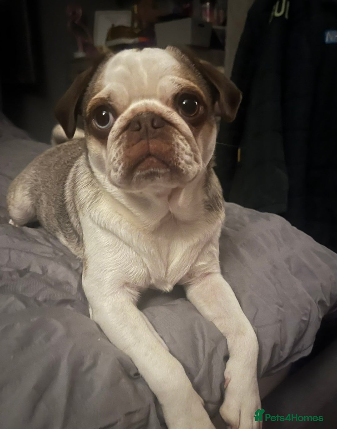Pug dogs for sale: 4 year old panda pug  - Advert 4